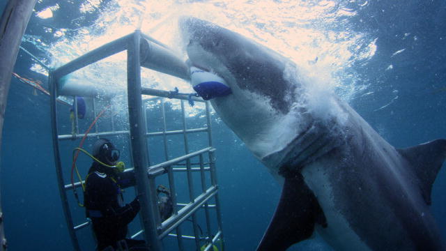 This 18-foot shark is "investigating" the shark cage. That is 3 1/2 Megans!
